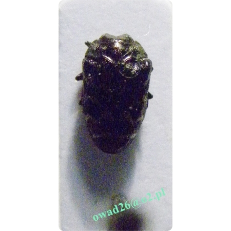 Trachys minuta (Linnaeus, 1758) Pozornik mały